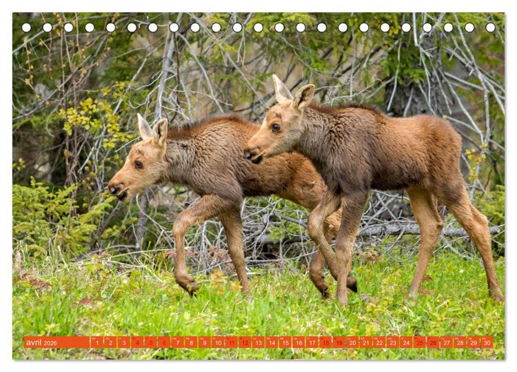 Produktbild: Un &eacute;lan de tendresse (Calendrier de bureau 2026 DIN A5 vertical), CALVENDO calendrier mensuel
