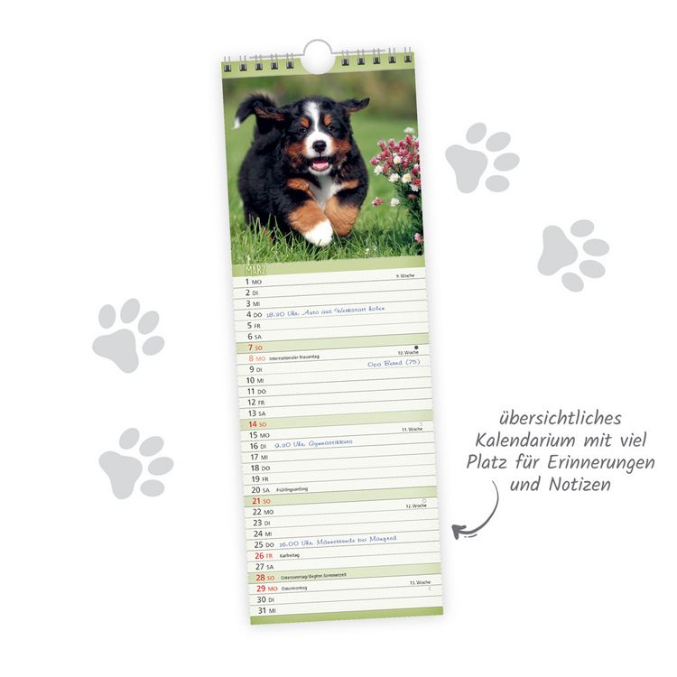 Produktbild: TR&Ouml;TSCH - Streifenkalender Hunde 2027 Notizkalender