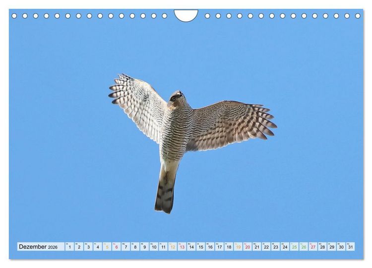 Produktbild: Spitze Krallen und scharfer Blick - Verhalten Sperber (Wandkalender 2026 DIN A4 quer), CALVENDO Monatskalender