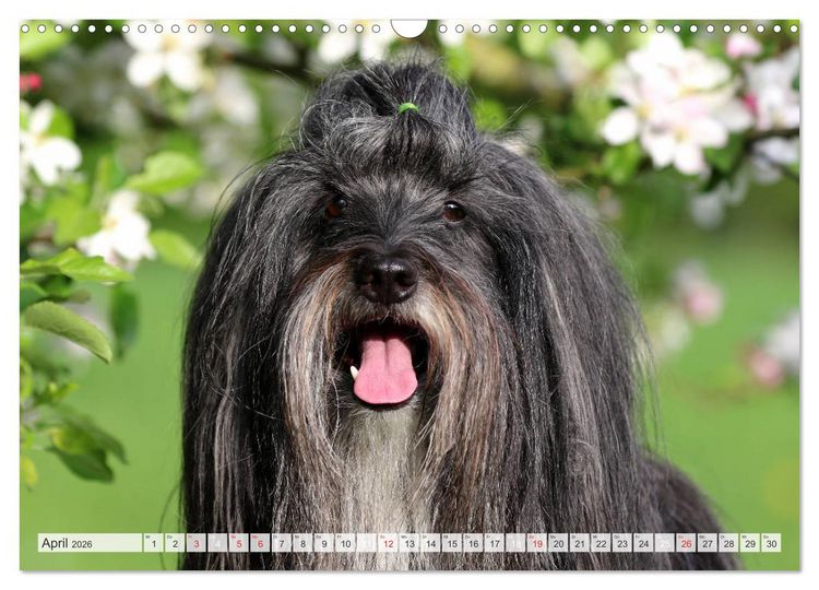 Produktbild: Tibet Terrier Theo (Wandkalender 2026 DIN A3 quer), CALVENDO Monatskalender