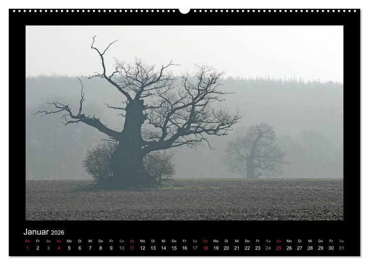Produktbild: M&auml;rchenhafter Reinhardswald und Urwald Sababurg (Wandkalender 2026 DIN A2 quer), CALVENDO Monatskalender