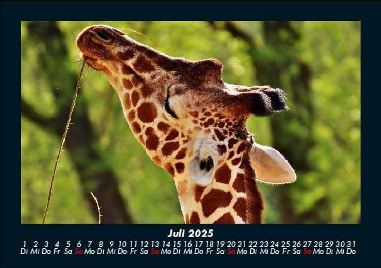 Produktbild: Giraffen 2025 Fotokalender DIN A5