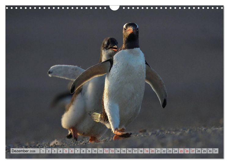 Produktbild: Pinguine der Falkland Inseln (Wandkalender 2026 DIN A3 quer), CALVENDO Monatskalender