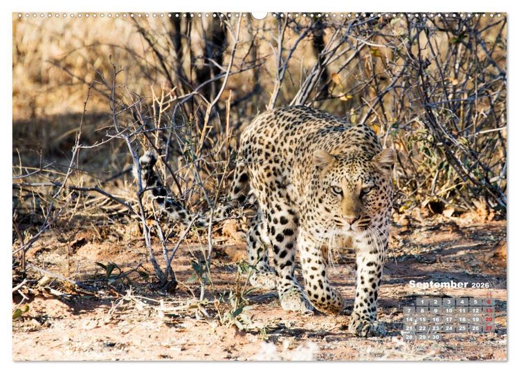 Produktbild: Namibia, Sch&ouml;nheit und Vielfalt (hochwertiger Premium Wandkalender 2026 DIN A2 quer), Kunstdruck in Hochglanz