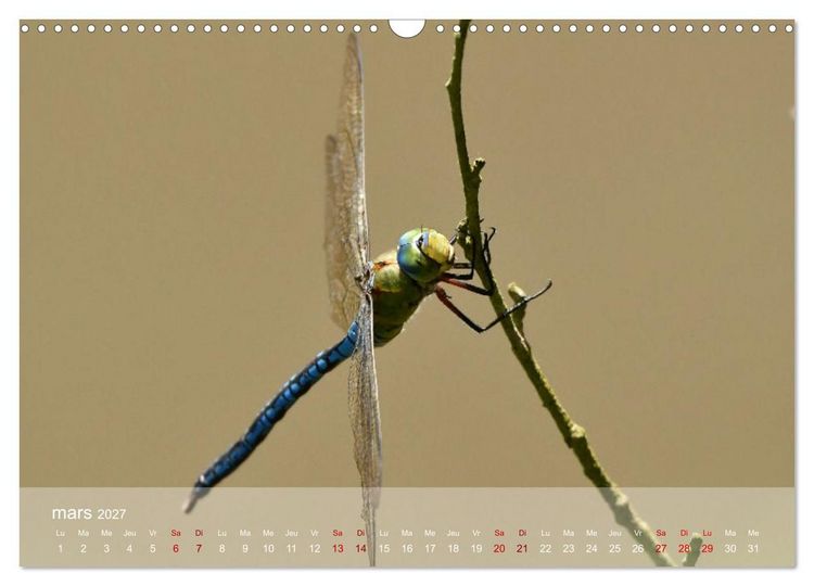 Produktbild: Oiseaux, Papillons et Libellules (Calendrier mural 2027 DIN A3 vertical), CALVENDO calendrier mensuel