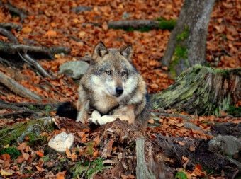 Produktbild: Ruhender Wolf (Puzzle)