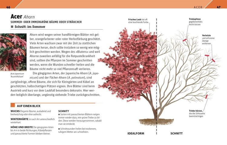 Produktbild: Gartenwissen Pflanzenschnitt