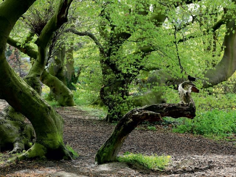 Produktbild: CALVENDO Puzzle Amselausguck im Mai 1000 Teile Puzzle quer | 1000 Teile Lege-Gr&ouml;&szlig;e 64 &times; 48 cm Foto-Puzzle f&uuml;r gl&uuml;ckliche Stunden