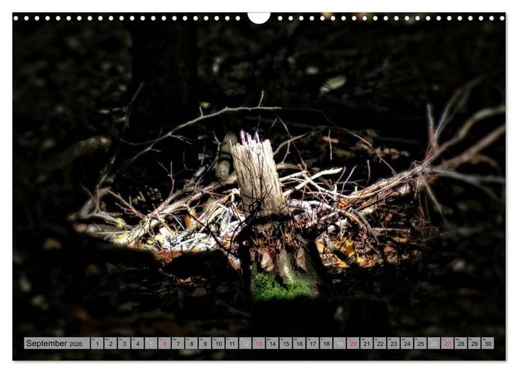 Produktbild: Spaziergang durch den Zauberwald (Wandkalender 2026 DIN A3 quer), CALVENDO Monatskalender