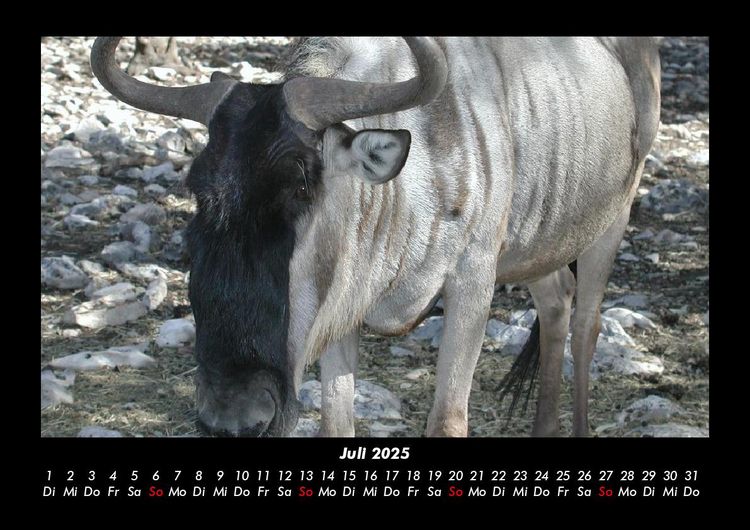 Produktbild: Welt der Tiere 2025 Fotokalender DIN A3