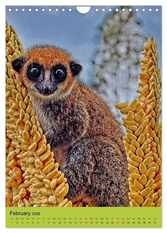 Produktbild: Adorable lemurs (Wall Calendar 2026 DIN A4 portrait), CALVENDO 12 Month Wall Calendar