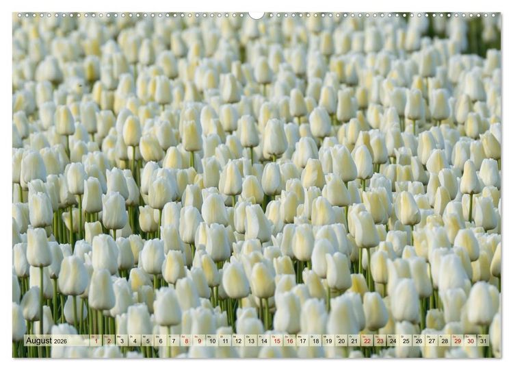 Produktbild: Tulpen - Hollands Stolz (Wandkalender 2026 DIN A2 quer), CALVENDO Monatskalender