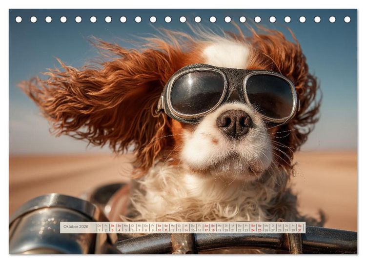 Produktbild: Cavalier King Charles Spaniel. Die lustigsten Cavalier Momente des Jahres. (Tischkalender 2026 DIN A5 quer), CALVENDO Monatskalender