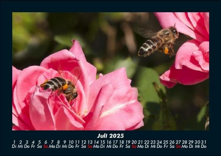 Produktbild: Rosen-Kalender 2025 Fotokalender DIN A5