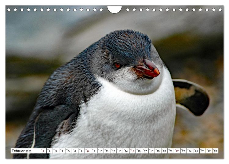 Produktbild: Tierische Fracktr&auml;ger (Wandkalender 2026 DIN A4 quer), CALVENDO Monatskalender