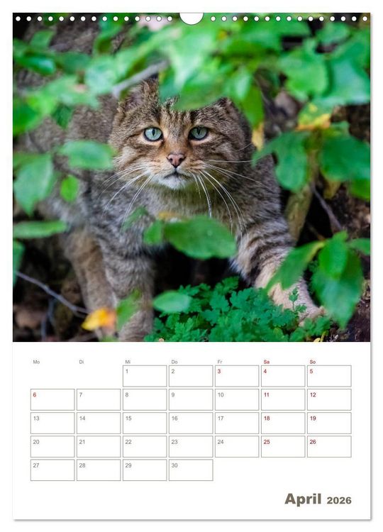Produktbild: Europ&auml;ische Wildkatzen - Jahresplaner (Wandkalender 2026 DIN A3 hoch), CALVENDO Monatskalender