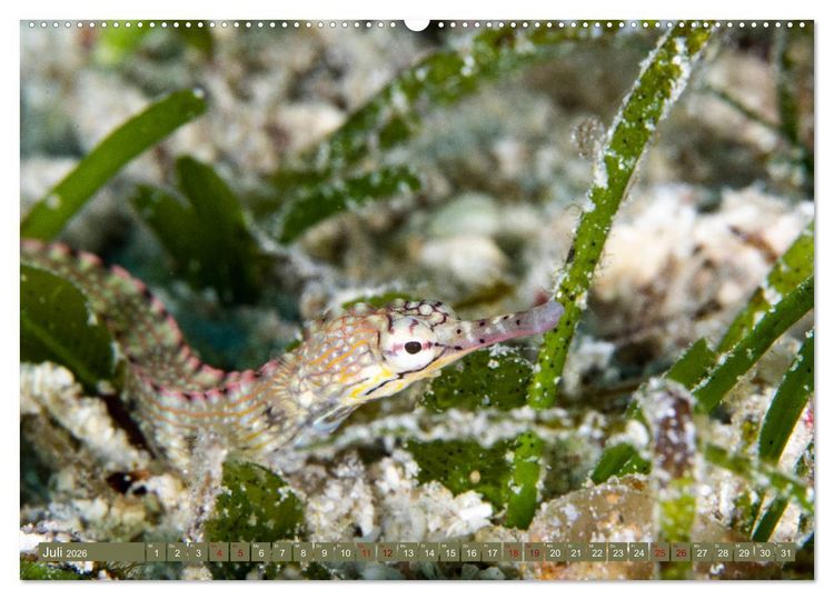 Produktbild: Tauchen, Fische und Meer (Wandkalender 2026 DIN A2 quer), CALVENDO Monatskalender
