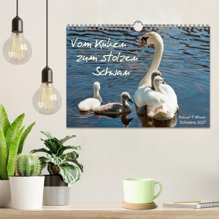Produktbild: Vom K&uuml;ken zum stolzen Schwan (Wandkalender 2027 DIN A4 quer), CALVENDO Monatskalender
