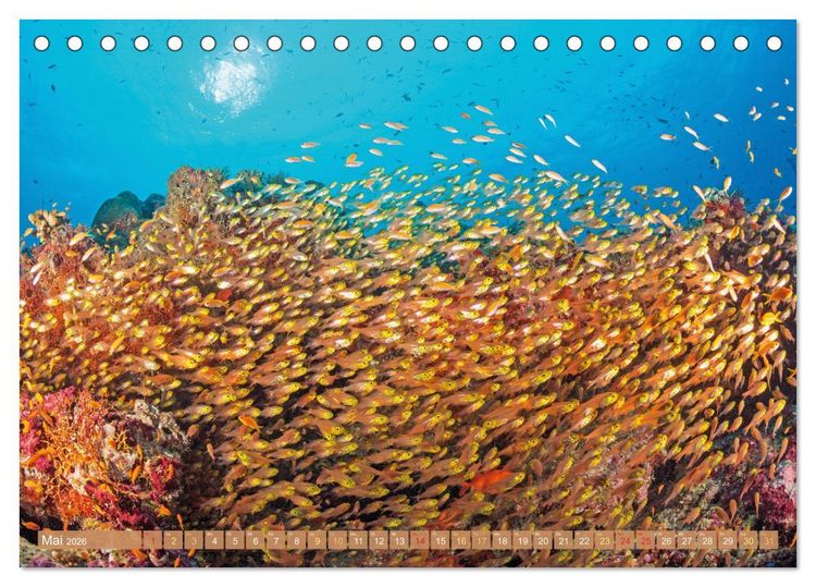 Produktbild: Fischparadies Riff (Tischkalender 2026 DIN A5 quer), CALVENDO Monatskalender