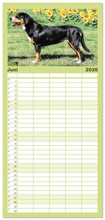 Produktbild: Familienplaner 2026 - Entlebucher - Temperamentvolle Schweizer Sennenhunde mit 5 Spalten (Wandkalender, 21 x 45 cm) CALVENDO