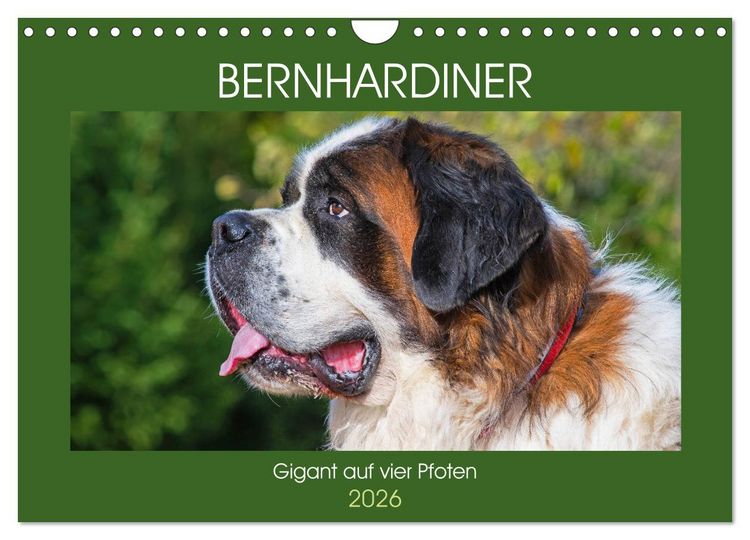 Produktbild: Bernhardiner - Gigant auf vier Pfoten (Wandkalender 2026 DIN A4 quer), CALVENDO Monatskalender
