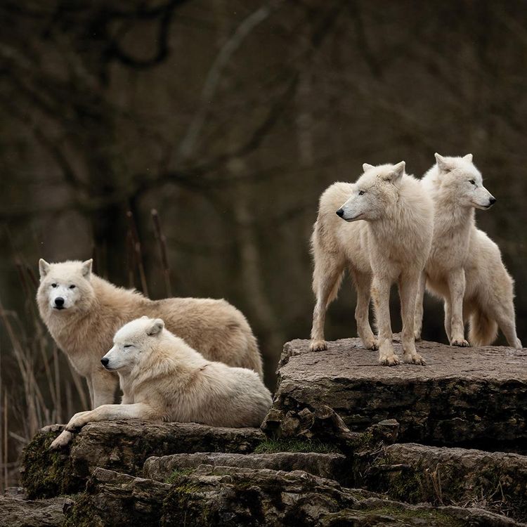 Produktbild: Wolves 2024