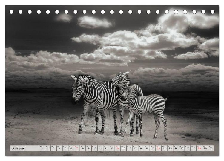 Produktbild: Wilde Tiere in schwarz-wei&szlig; (Tischkalender 2026 DIN A5 quer), CALVENDO Monatskalender