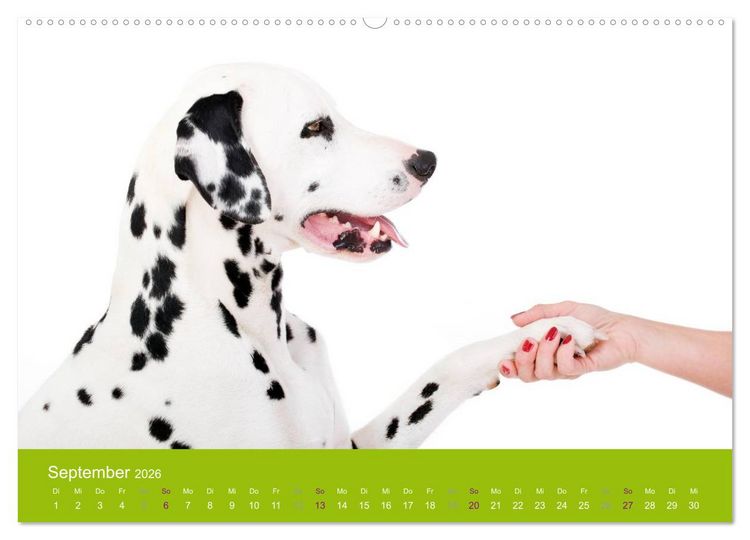Produktbild: Dalmatiner 2026 (Wandkalender 2026 DIN A2 quer), CALVENDO Monatskalender
