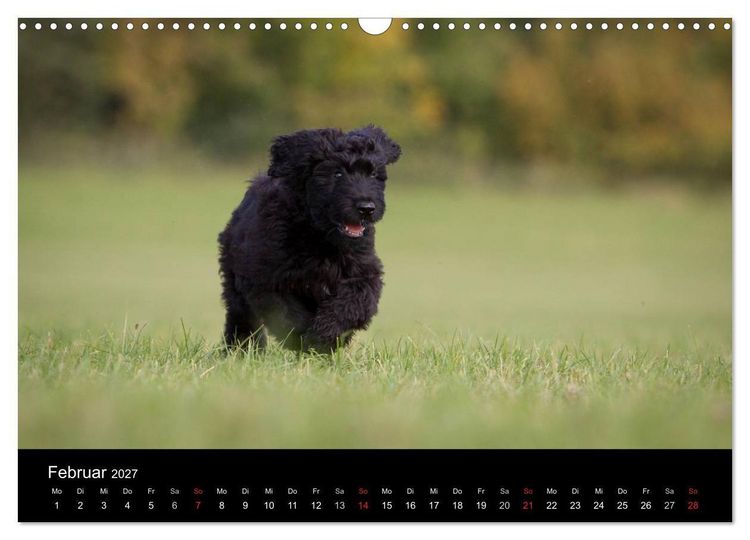 Produktbild: Hundewelpen (Wandkalender 2027 DIN A3 quer), CALVENDO Monatskalender