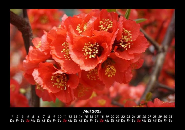 Produktbild: Blumenzauber 2025 Fotokalender DIN A3
