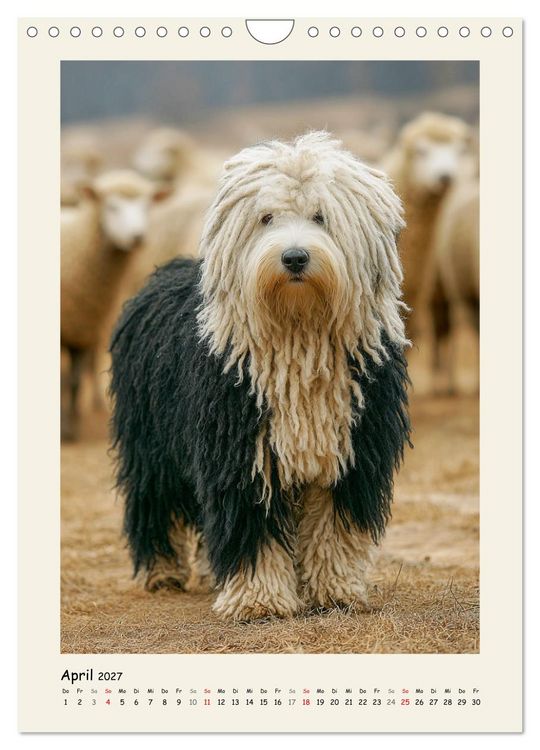 Produktbild: Dreadlocks auf Pfoten. Ungarische Hirtenhunde im Zottelfell (Wandkalender 2027 DIN A4 hoch), CALVENDO Monatskalender