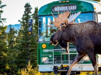 Produktbild: CALVENDO Puzzle Elchbulle im Denali National Park | 1000 Teile Lege-Gr&ouml;&szlig;e 64x48cm Foto-Puzzle f&uuml;r gl&uuml;ckliche Stunden
