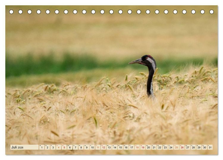 Produktbild: Unsere Vogelvielfalt: Ein Schatz zum Entdecken und Sch&uuml;tzen (Tischkalender 2026 DIN A5 quer), CALVENDO Monatskalender