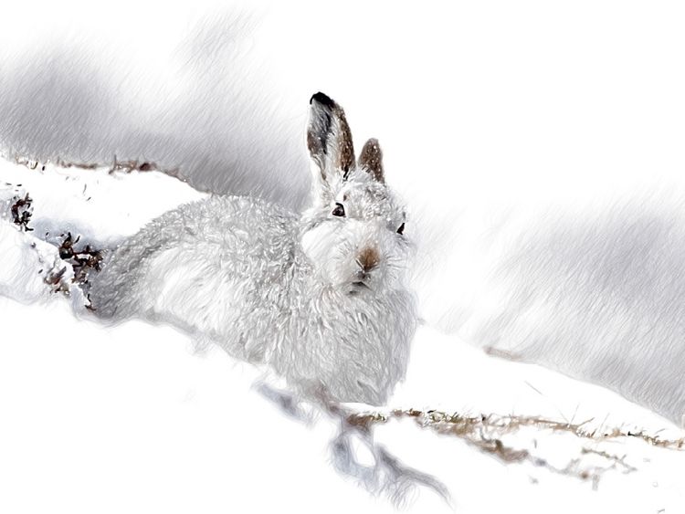 Produktbild: Schneehase im Winterfell (Puzzle)