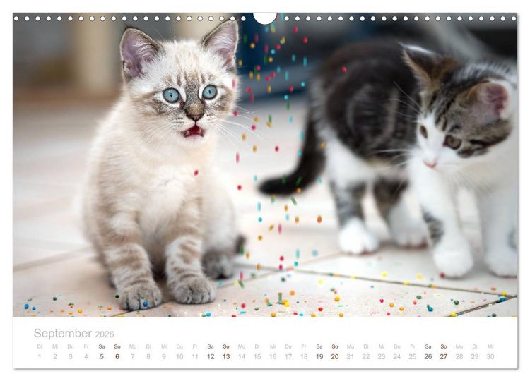 Produktbild: Katzenbabys beobachtet (Wandkalender 2026 DIN A3 quer), CALVENDO Monatskalender