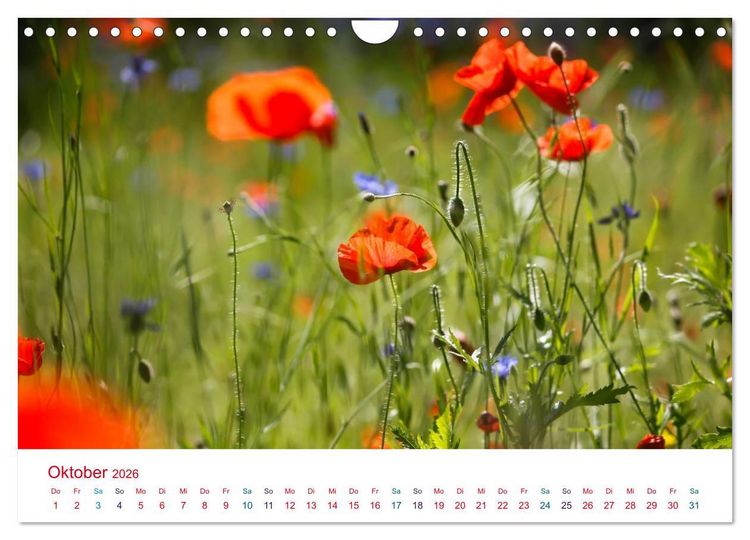 Produktbild: Mohnblumen (Wandkalender 2026 DIN A4 quer), CALVENDO Monatskalender