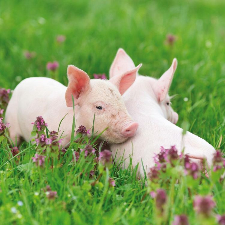 Produktbild: Piggies/Schweinchen 2024