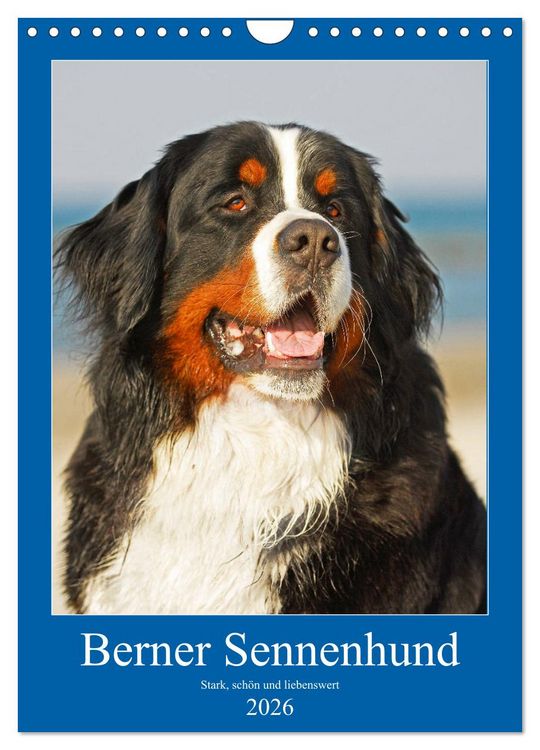Produktbild: Berner Sennenhund - stark , sch&ouml;n und liebenswert (Wandkalender 2026 DIN A4 hoch), CALVENDO Monatskalender