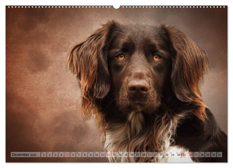 Produktbild: Jagdhunde im Portrait (Wandkalender 2026 DIN A2 quer), CALVENDO Monatskalender