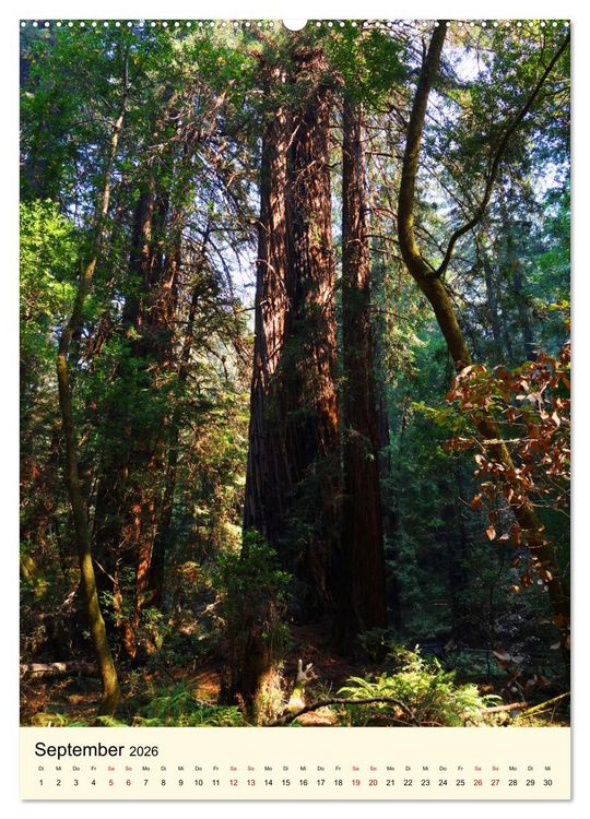 Produktbild: Redwoods - Faszination Mammutb&auml;ume (Wandkalender 2026 DIN A2 hoch), CALVENDO Monatskalender