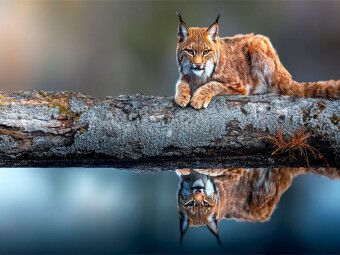 Produktbild: CALVENDO Puzzle Der Luchs | 1000 Teile Lege-Gr&ouml;&szlig;e 64x48cm Foto-Puzzle f&uuml;r gl&uuml;ckliche Stunden