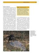 Produktbild: Labrador Retriever