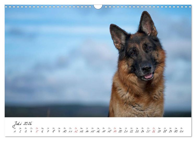 Produktbild: Deutsche Sch&auml;ferhunde - Liebenswerte Graunasen (Wandkalender 2026 DIN A3 quer), CALVENDO Monatskalender