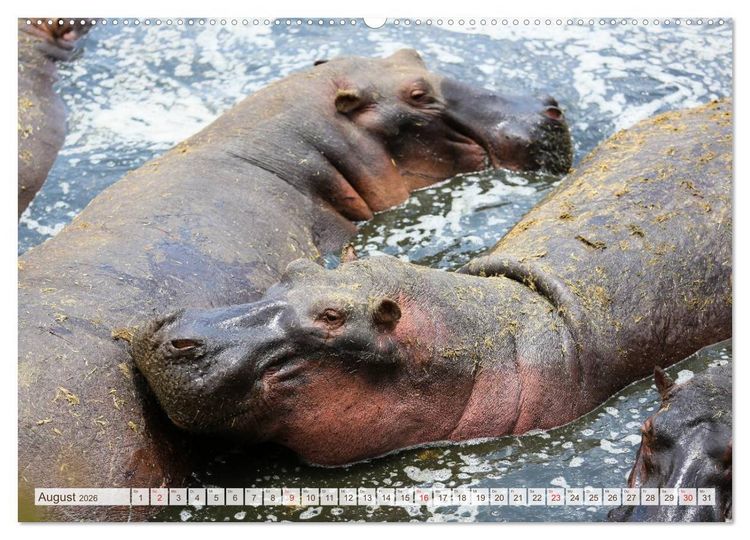 Produktbild: Tansania - Durch die Nationalparks Ostafrikas (Wandkalender 2026 DIN A2 quer), CALVENDO Monatskalender
