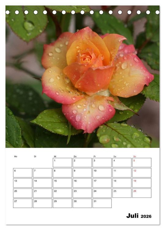 Produktbild: Zauberhafte Rosen (Tischkalender 2026 DIN A5 hoch), CALVENDO Monatskalender