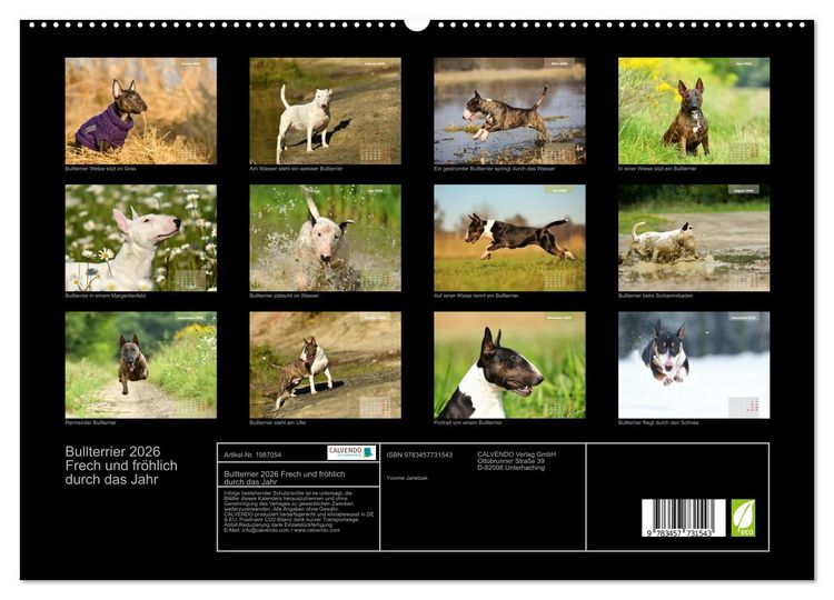 Produktbild: Bullterrier 2026 Frech und fr&ouml;hlich durch das Jahr (hochwertiger Premium Wandkalender 2026 DIN A2 quer), Kunstdruck in Hochglanz
