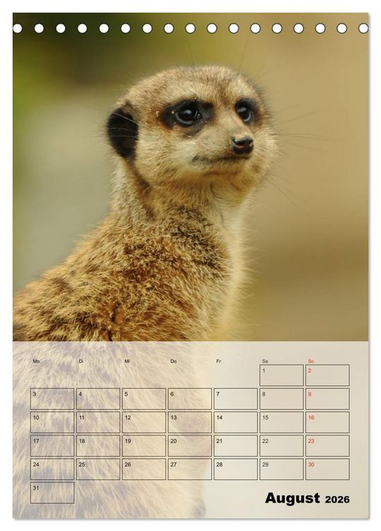 Produktbild: Erdm&auml;nnchen - Afrikas liebenswerte Zwerge (Tischkalender 2026 DIN A5 hoch), CALVENDO Monatskalender