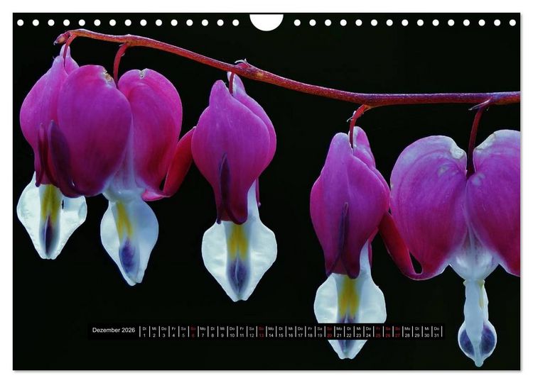 Produktbild: Bl&uuml;ten-Zauber am Wegesrand 2026 (Wandkalender 2026 DIN A4 quer), CALVENDO Monatskalender