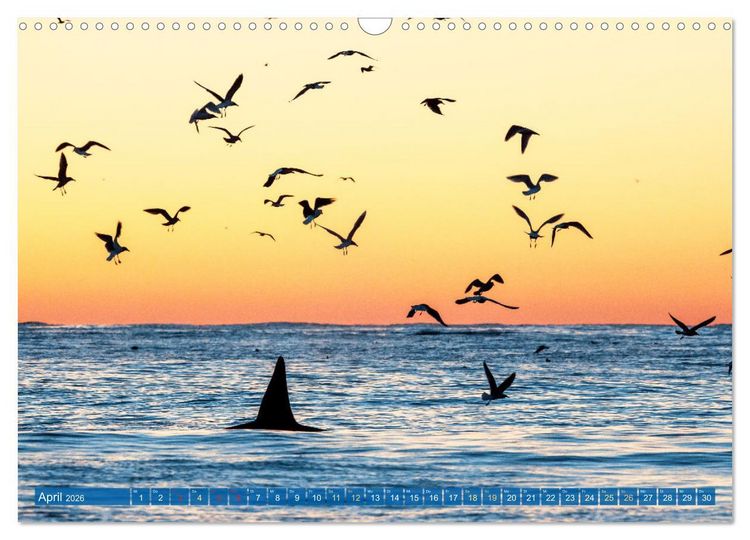 Produktbild: Orcas: Schwarz-wei&szlig;e Giganten (Wandkalender 2026 DIN A3 quer), CALVENDO Monatskalender