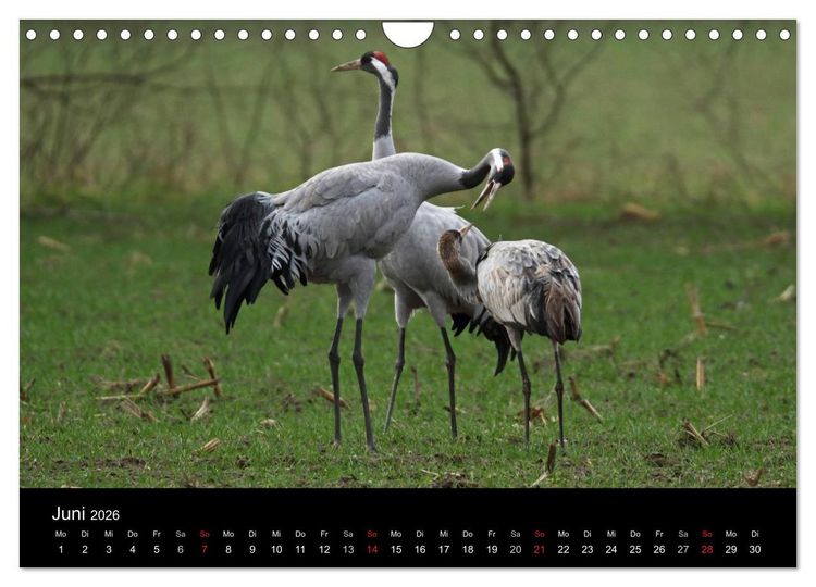 Produktbild: Kranich-Land Brandenburg (Wandkalender 2026 DIN A4 quer), CALVENDO Monatskalender